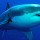 Lições do reality show Shark Tank: Negociando com Tubarões